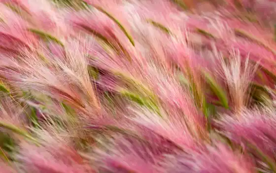 розовый, трава, природа