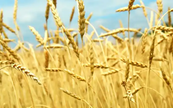 обои, пшеницы, поле, колоски, фото, колосок, тип, 