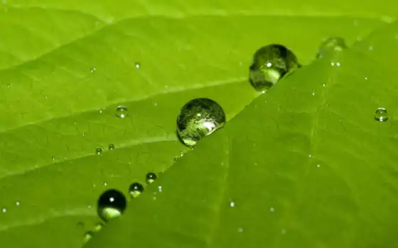 leaf, water, drops, desktop, cute, 