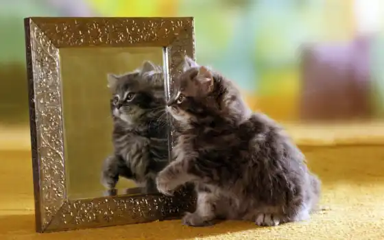 зеркало, котенок, отражение, пушистый, 