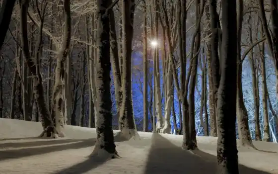лес, ночь, зима, бесплатное, настольное,