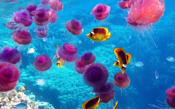 jellyfish, are, water, jelly, posada, сергиев, earth, ocean, have, 