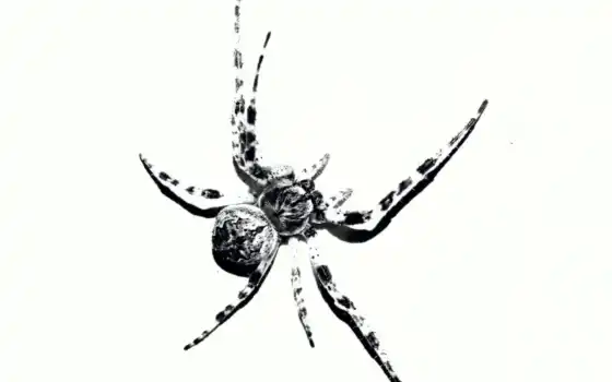 паук, web, 