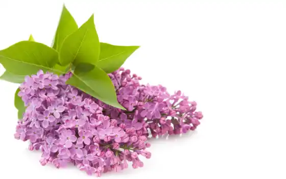,, цветок, фиолетовый, лист, розовый, лепесток, пурпурный, фиолетовый цвет, лаванда, срезанные цветы, сирень, 