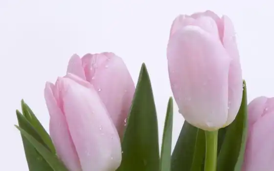 тюльпан, цветы, розовый, красивый