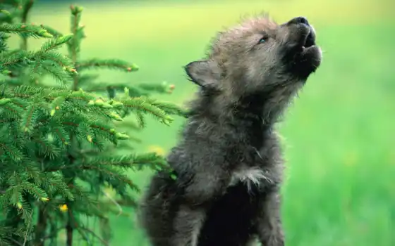 волк, щенок, детеныш, волчонок, 