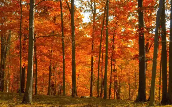 лес, осень, сочинение, фандарт, русские