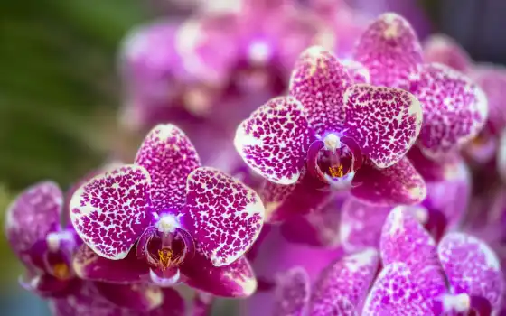 орхидея, цветы, цветение, сиреневый, фиолетовый, розовый