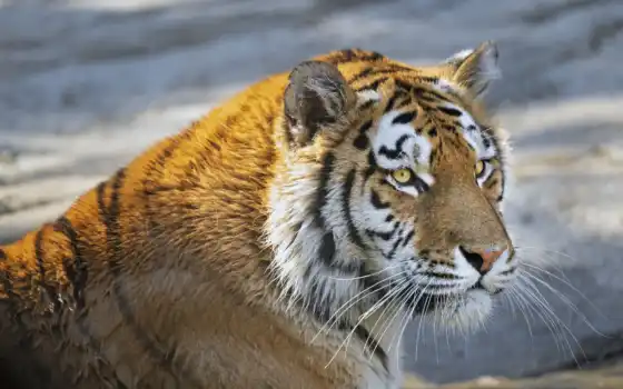 кот, биг, хищник, взгляд, тигр
