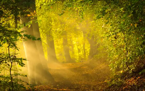 лес, лес, лучи, осень, солнце, утро, задние деревья,
