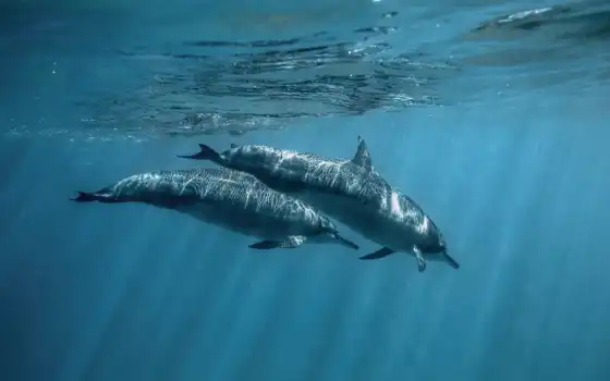 дельфин, animal, bottlenose, природа, inside, water, 