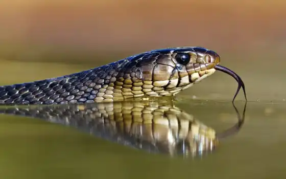 змея, 