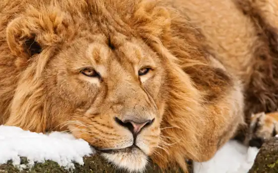 lion, лежит, молодой, морда, кот, большая, задумчивая, снегу, 