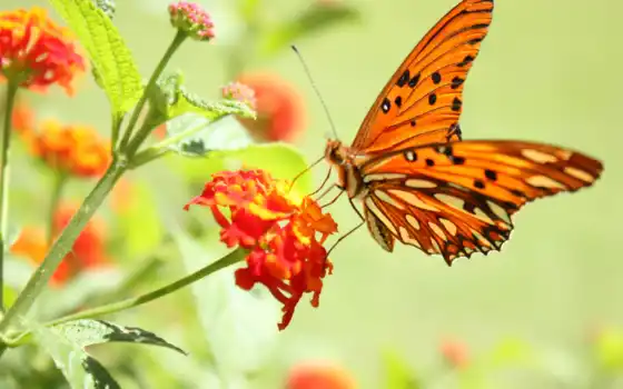 бабочка, бабочки, весна, flowers, цветке, igorvagner, траве, трогательных, 