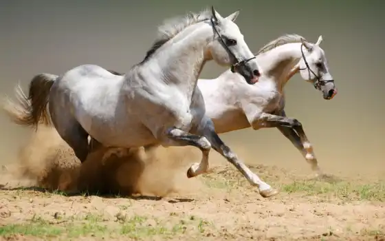 лошадь, пыль, бег, белый
