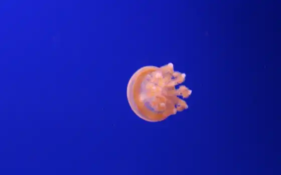 medusa, pixabay, синее, море, общественное, вода, роза, домен, azul, gratui