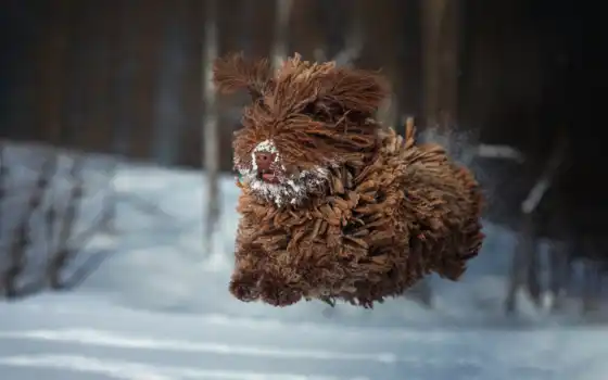 собака, млекопитающее, фон, прыжок, animal, снег