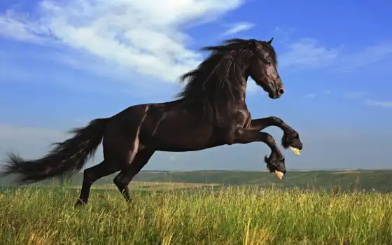 лошадь, конный