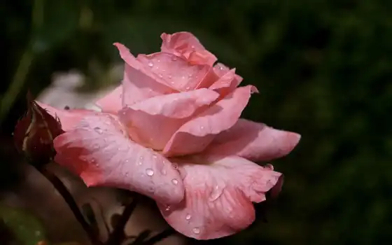 взлет, цветы, вода, капля, роза, pixabay