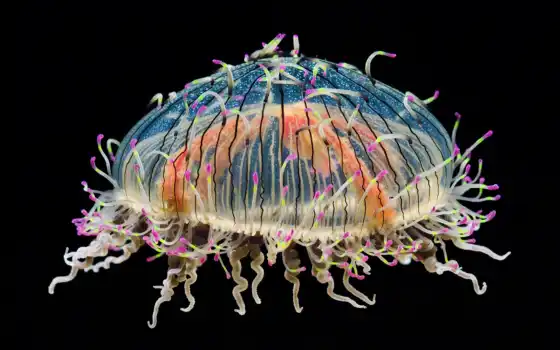 jellyfish, медуз, красивые, сальпы, медузы, атолла, цветочная, 