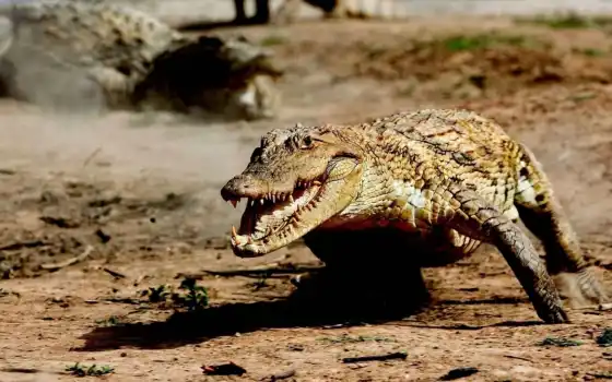 крокодил, крокодилы, ни один из них, ни один из них, большой, крокодил, мир, взгляды, крокодилов, топ,