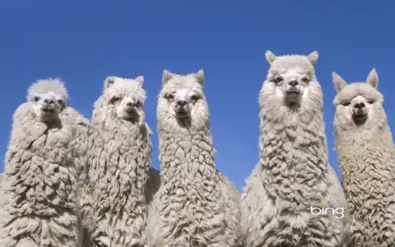 llamas, best, alpacas, llama, het, add you, снегоступы,