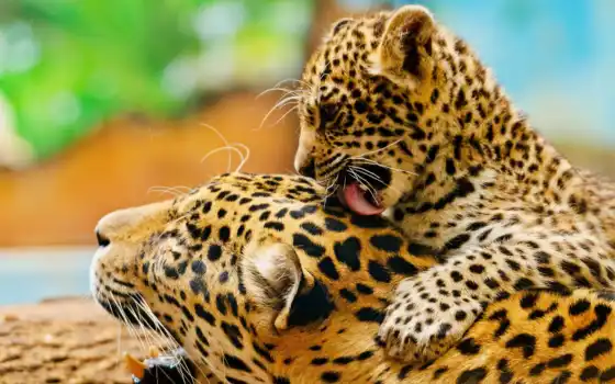 животное, олепление, о близорукости, jaguar, живучесть, значок