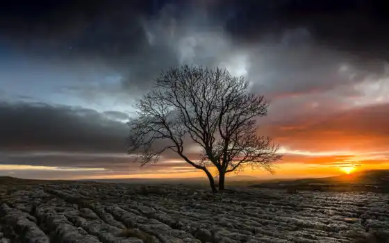 дерево, одинокий, поле, засуха, закат, природа