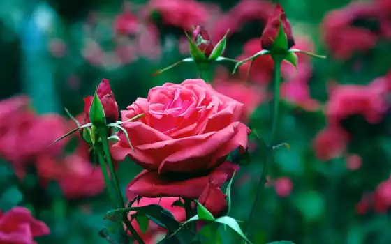 розы, красные, цветы, бутоны, лепестки, букет, планом, крупным, 