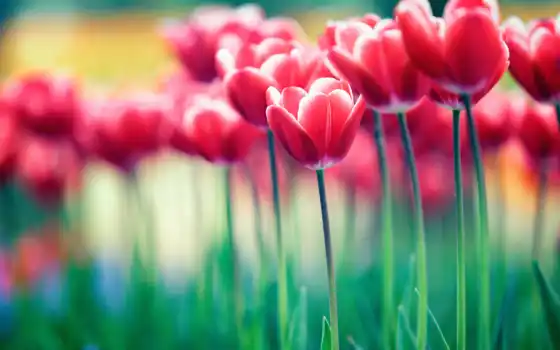 cvety, природа, тюльпан, тюльпаны, flowers, red, 