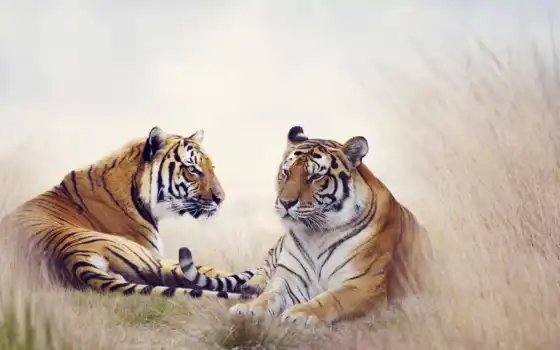 тигр, картинка, природа, трава, два, black, modular, animal, стена
