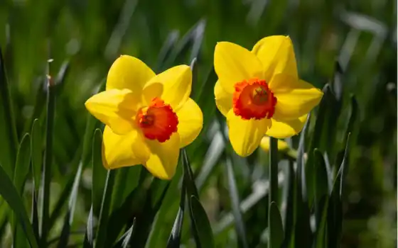 daffodil, дикий