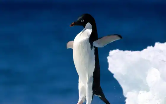 пингвин, животное