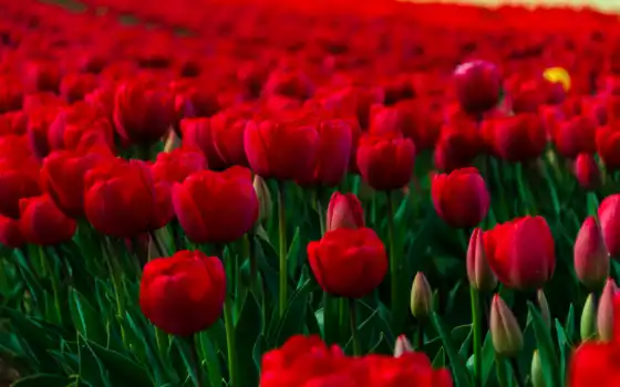 поле, тюльпани, тюльпаны, червоні, красные, тюльпанами, цветы, цветочное, 
