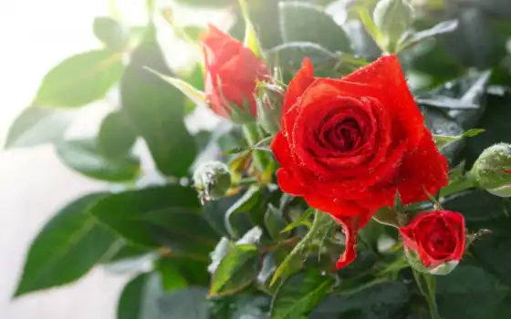 розы, сад,