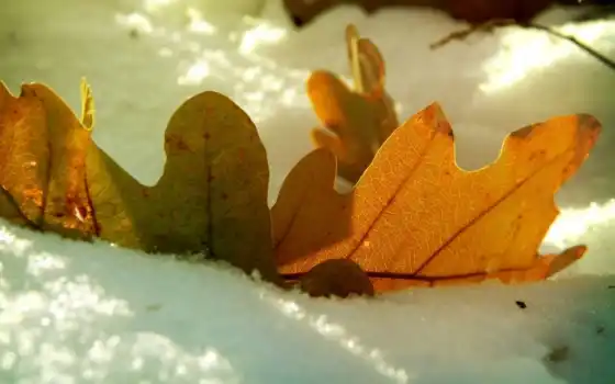 лист, снег, дуб, зима, осень