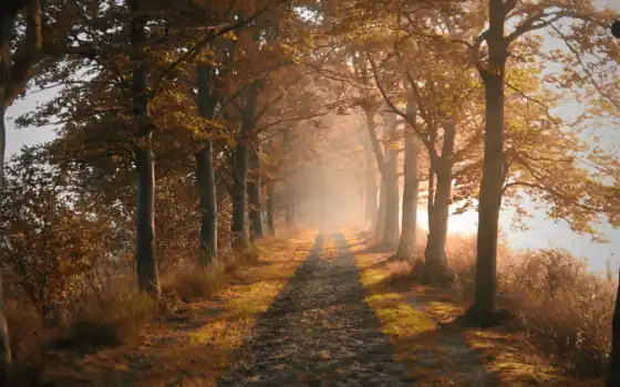 осень, природа, дорога, деревя, аллея, 