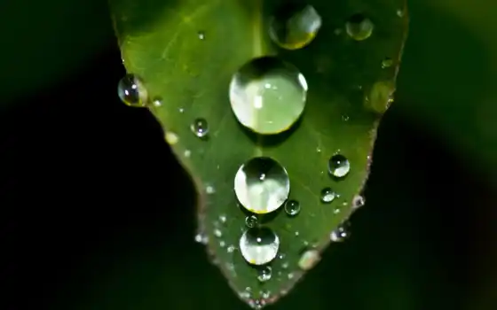 drop, water, makryi, роса, лист, oir