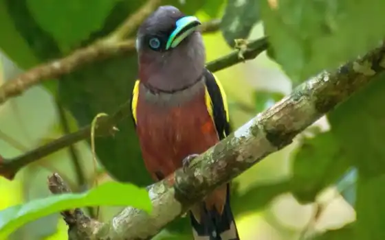 , , красная , птица, сидя, ветвь, дерево