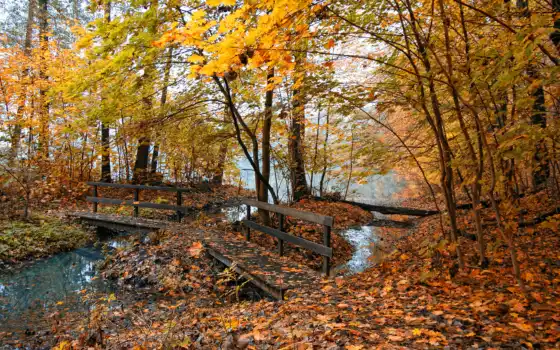 осень, природа, листья, мостик, пруд, желтые, туман, осенние, деревья, места, фотографии, картинка, 
