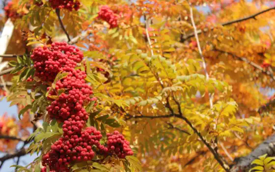 рябина, осень, красная, листья, желтые, природа, изображение, картинок, 