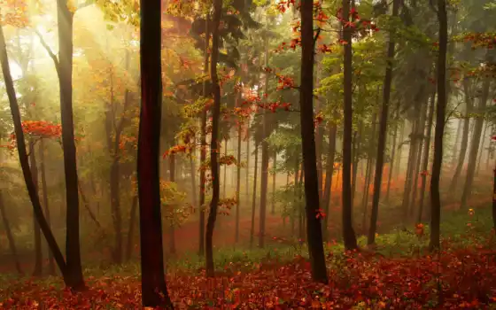 пейзаж, лес, деревья, осень, лучи, балки,