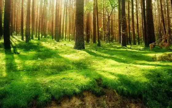 трава, униформа, деревья, лес, лес, дерево, дерево, поляна, униформа, офсетный, цвет,