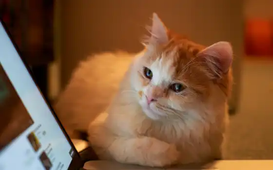 кот, смотрит, ноутбука, ноутбук, экран, кошки, котенок, серый, 