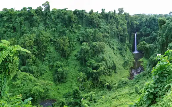 водопад, jungle, лес