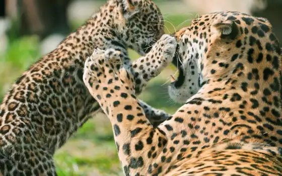 jaguar, животные, леопард, челюсти, дет ёnash, анатом, пантера, дикий, левый