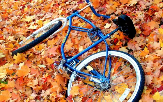 велосипед, осень, велосипеде, 