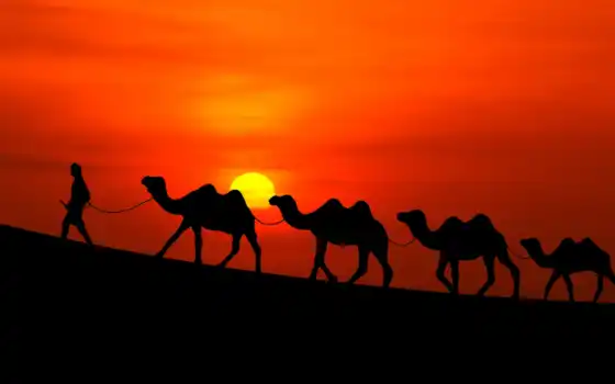 засе, пустыня, верблюд, караван, солнце, фото, человек, фон