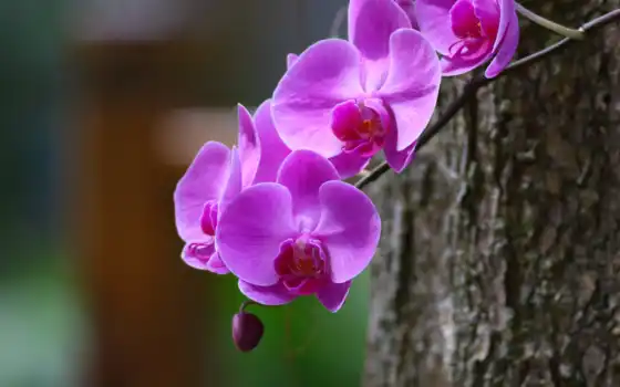 орхидея, веселье, поле, вес, цвет
