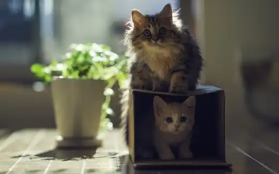 кота, коробка, горшок, 
